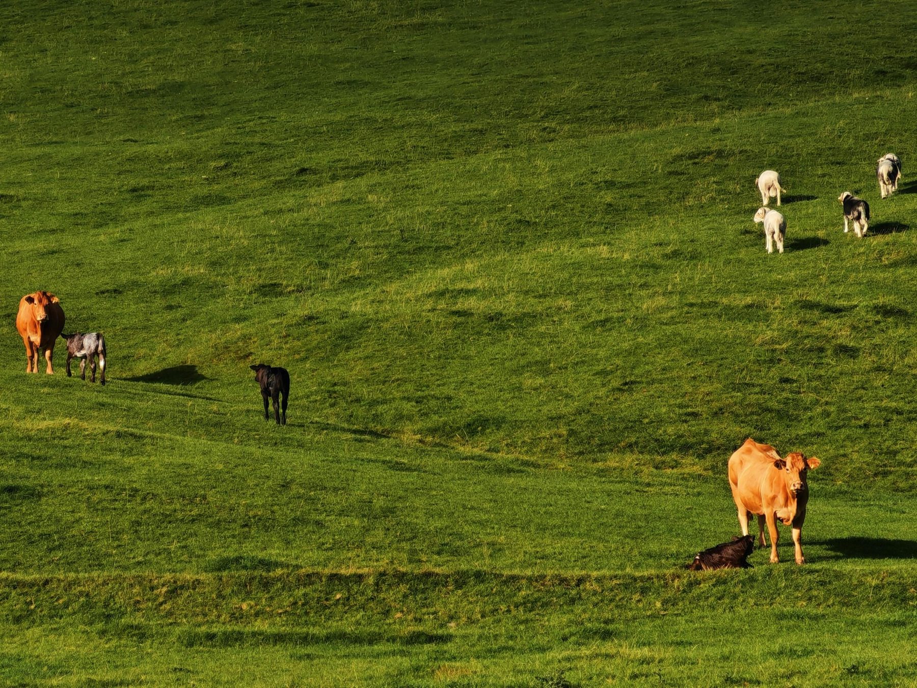 dairy (2)