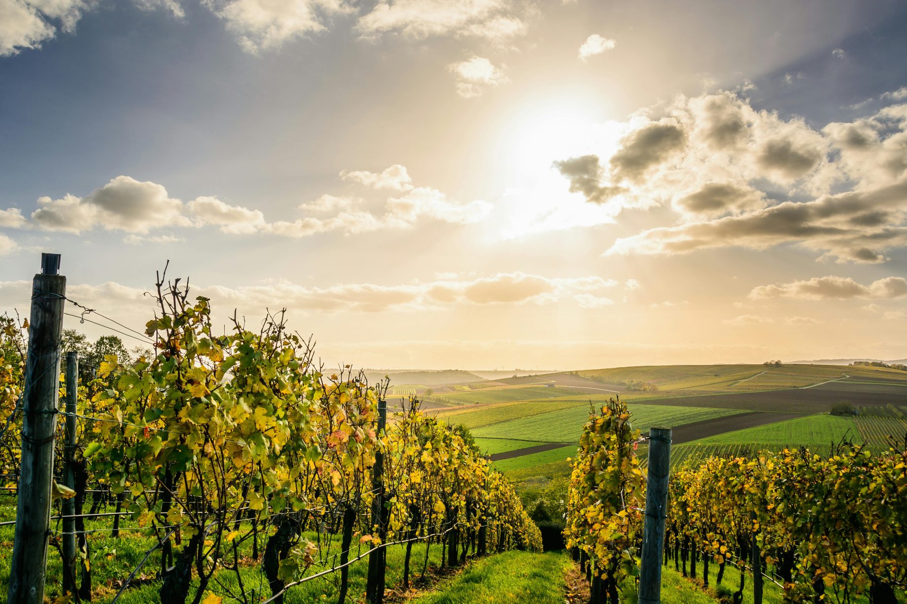 vineyard